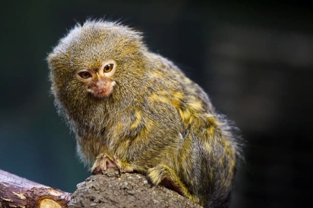 marmoset